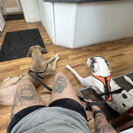 Great Danes from A Rowe of Danes
