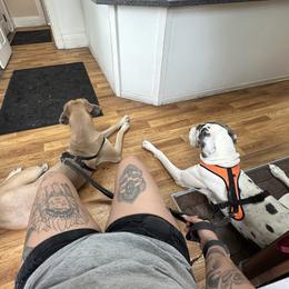 Great Danes from A Rowe of Danes