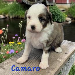 Camaro - Blue merle male Aussiedoodle puppy in Boonville, North Carolina from Branch Creek kennels