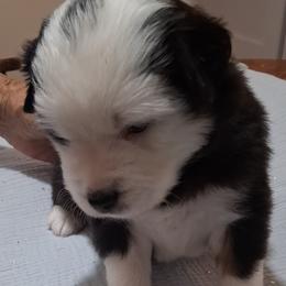 Lucky - Black tri male Miniature American Shepherd puppy in Rensselaerville, New York from Callen Kennels