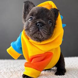 Moose-Big Name, Bigger Heart - Tricolors male French Bulldog puppy in Porter, Texas from Whatabulldog