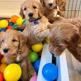 Goldendoodle puppies from Doodle Devotion