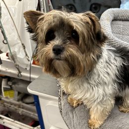 Bailey - Biewer Terrier