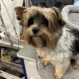 Bailey - Biewer Terrier