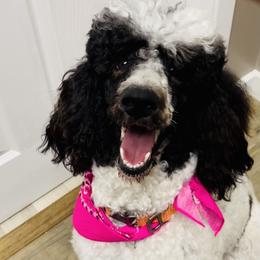 Goldendoodle Puppies from Labradoodleday