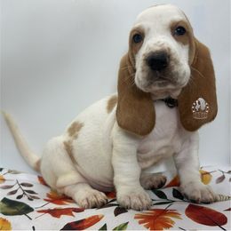 Linus - Lemon and white male Basset Hound puppy in Dingess, West Virginia from Tuckers' Howling Hounds