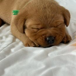 Green collar - Yellow male Labrador Retriever puppy in Big River, California from Cozy Acres Farm Labradors