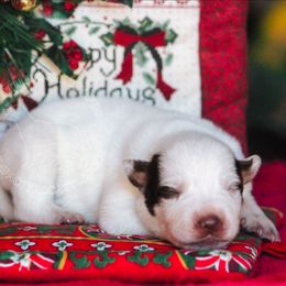Brisby (ASDR) - Red speckled male Australian Cattle Dog puppy in Marana, Arizona from Impact 3rd Australian Cattle Dogs