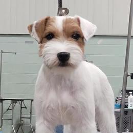 Juju - Parson Russell Terrier