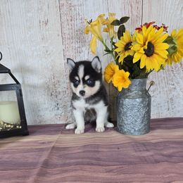 Roscoe - Black and white male Pomsky puppy in Arthur, Illinois from Peace Road Puppies