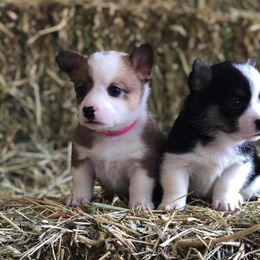 Pembroke Welsh Corgi Puppies from Naomi’s Corgis