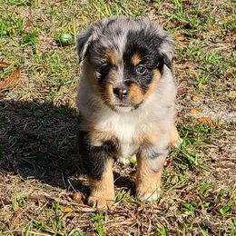 Toy Australian Shepherd Puppies from Beasley Acres Aussies