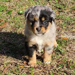 Toy Australian Shepherd Puppies from Beasley Acres Aussies