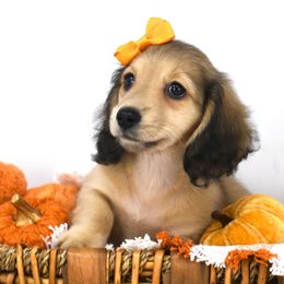 Tottie - Cream female Dachshund puppy in Flint, Texas from Legacy Lane Dachshunds