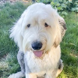 Aussiedoodles, Australian Shepherds, Old English Sheepdogs, and Sheepadoodles from Star Garnet Pups