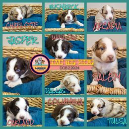 Australian Shepherd Puppies from Lakeside Aussies