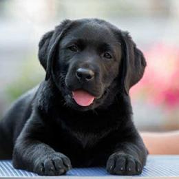 Australian Cattle Dogs, Dachshunds, and Labrador Retrievers from Fox Hill Farm & K9