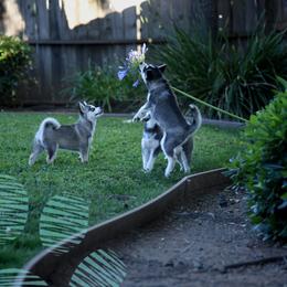 Pomsky puppies from Spirit Pomskies
