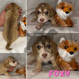 Foxy - Cream female Dachshund puppy in Fond Du Lac, Wisconsin from Clucking Homestead Springers & Dachshunds