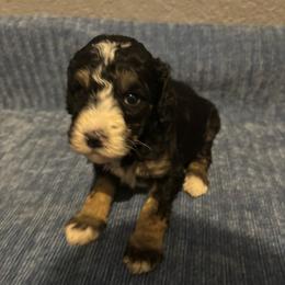 Dozer - Tri-color male Bernedoodle puppy in Battle Creek, Michigan from T-Rose’s Bernedoodle & Pomsky Puppies