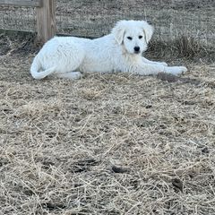 Bowie (light rose) - Maremma Sheepdog puppy from White Star Acres