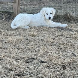 Bowie (light rose) - Maremma Sheepdog puppy from White Star Acres