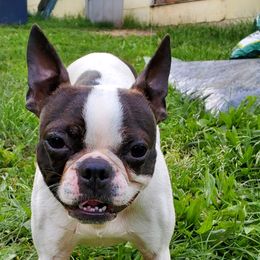 Boston Terriers from B's Bostons