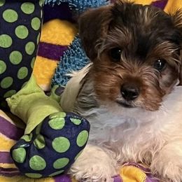 Yorkshire Terriers from Angela's Yorkshire Terriers