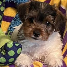 Yorkshire Terriers from Angela's Yorkshire Terriers