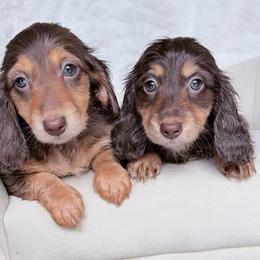 Nikki - Chocolate and tan female Dachshund puppy in Richmond, Virginia from Irresistible Dachshunds & Cavaliers