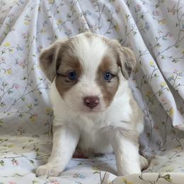 Miniature American Shepherd and Miniature Australian Shepherd Puppies from Husker Mini Aussies