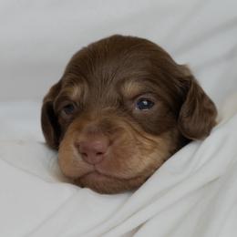 Piglet - Chocolate and cream male Dachshund puppy in Memphis, Tennessee from Lone River Dachshunds