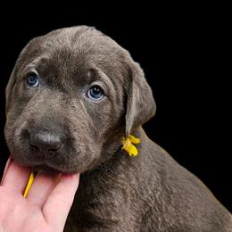 Foxtrot - Charcoal female Dilute Retriever puppy in Sidney, Nebraska from Nebraska Strong Labradors
