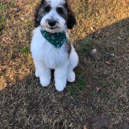 Goldendoodle Puppies from Lake Road Doodles