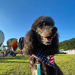 Poodles from Magnolia Scarlette Poodles