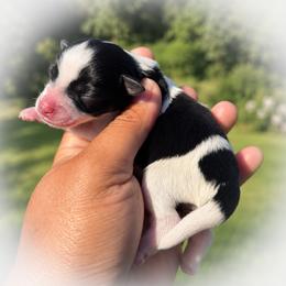 Almond Joy - Parti female Miniature Schnauzer puppy in Dorr, Michigan from Enchanted Paws