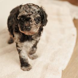Harmony - Merle female Cavapoo puppy in Moses Lake, Washington from The Cav Family