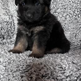 Double - Bi-color male German Shepherd puppy in New Cambria, Missouri from Des Hausraben Shepherds