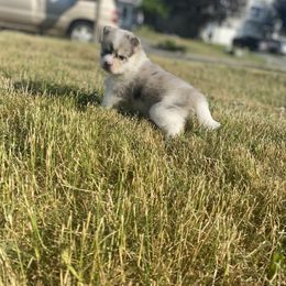 Pomsky Puppies from The Pomsky‘s Palace