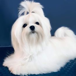 Nika - Maltese
