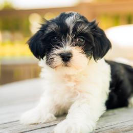 Vega - Black and white female Havanese puppy in Wentzville, Missouri from Cabana Havanese