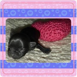 Valentina - Black and tan female Yorkshire Terrier puppy in Annandale, Virginia from Artisan Yorkies LLC