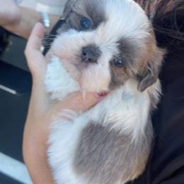 Shih Tzus from Exclusively Shih Tzu's LLC