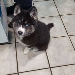 Amber - Black Siberian Husky puppy in Meridian, Mississippi from JJ's Huskies