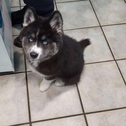 Amber - Black Siberian Husky puppy in Meridian, Mississippi from JJ's Huskies