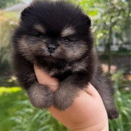 Black and Tan Boy - Black and tan male Pomeranian puppy in Pittsburgh, Ohio from Peachy Pomeranians