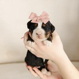 'Cindy' Pink Bow Female - Tri-color female Bernedoodle puppy in Kamas, Utah from A + E Farms