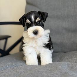 Oakley - Parti male Miniature Schnauzer puppy in Montebello, California from Rod Schnauzers