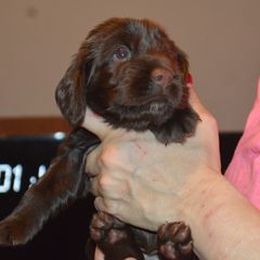 Boy 4 - male Field Spaniel puppy in Indianapolis, Indiana from Nautica Field Spaniels