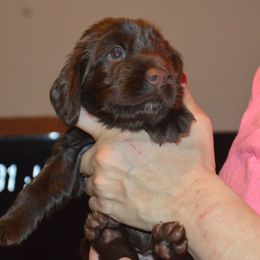 Boy 4 - male Field Spaniel puppy in Indianapolis, Indiana from Nautica Field Spaniels